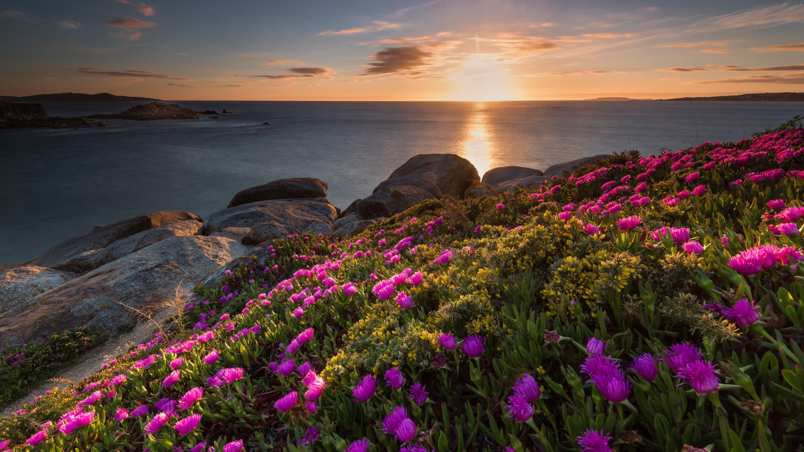 Розовые цветы на берегу моря на закате солнца 