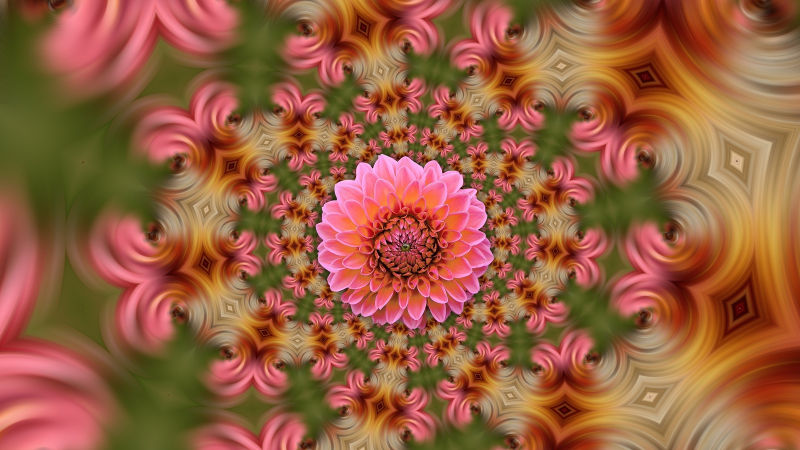 Розовый цветок георгина на абстрактном фоне