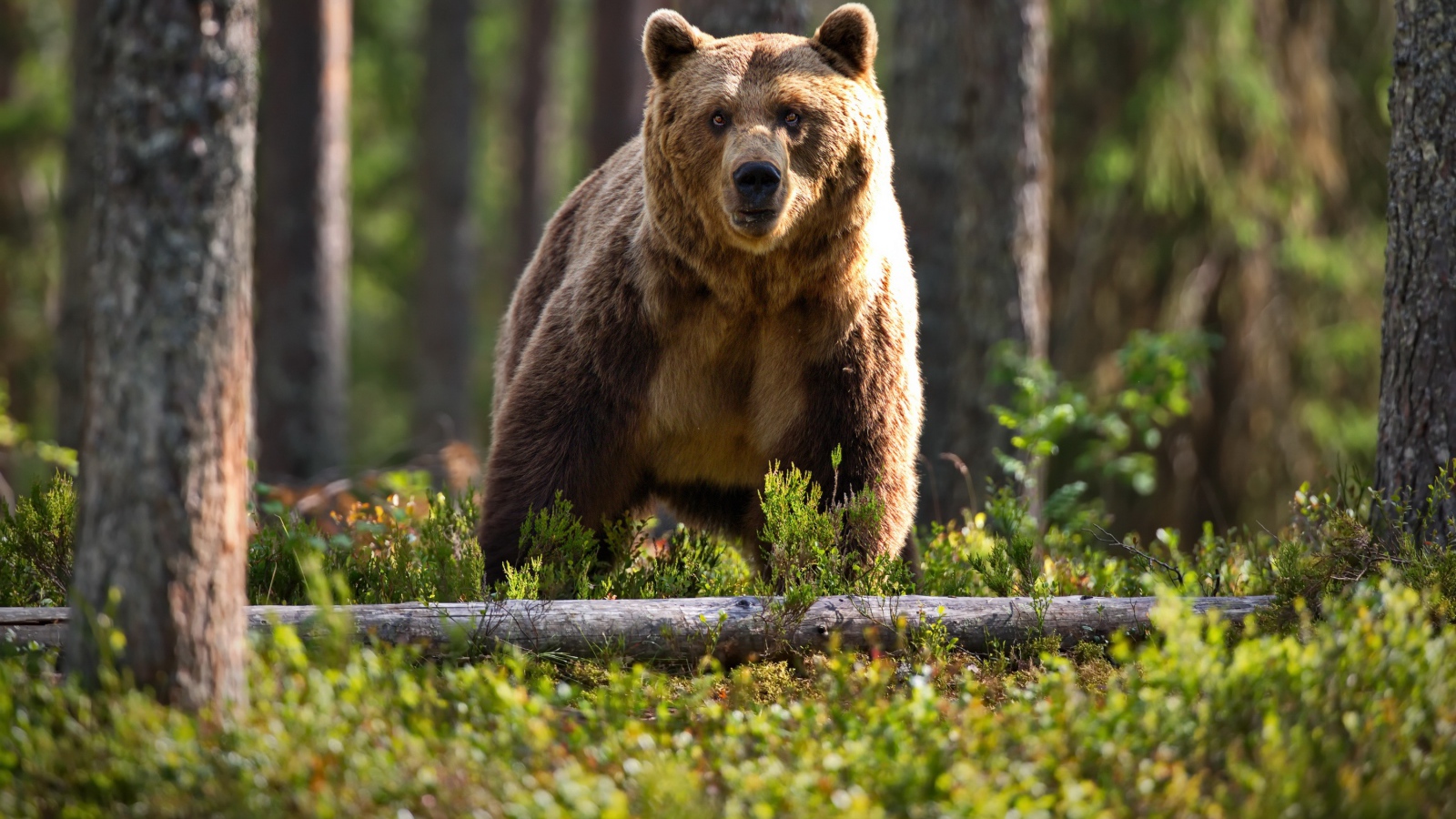 Большой бурый медведь в лесу на траве