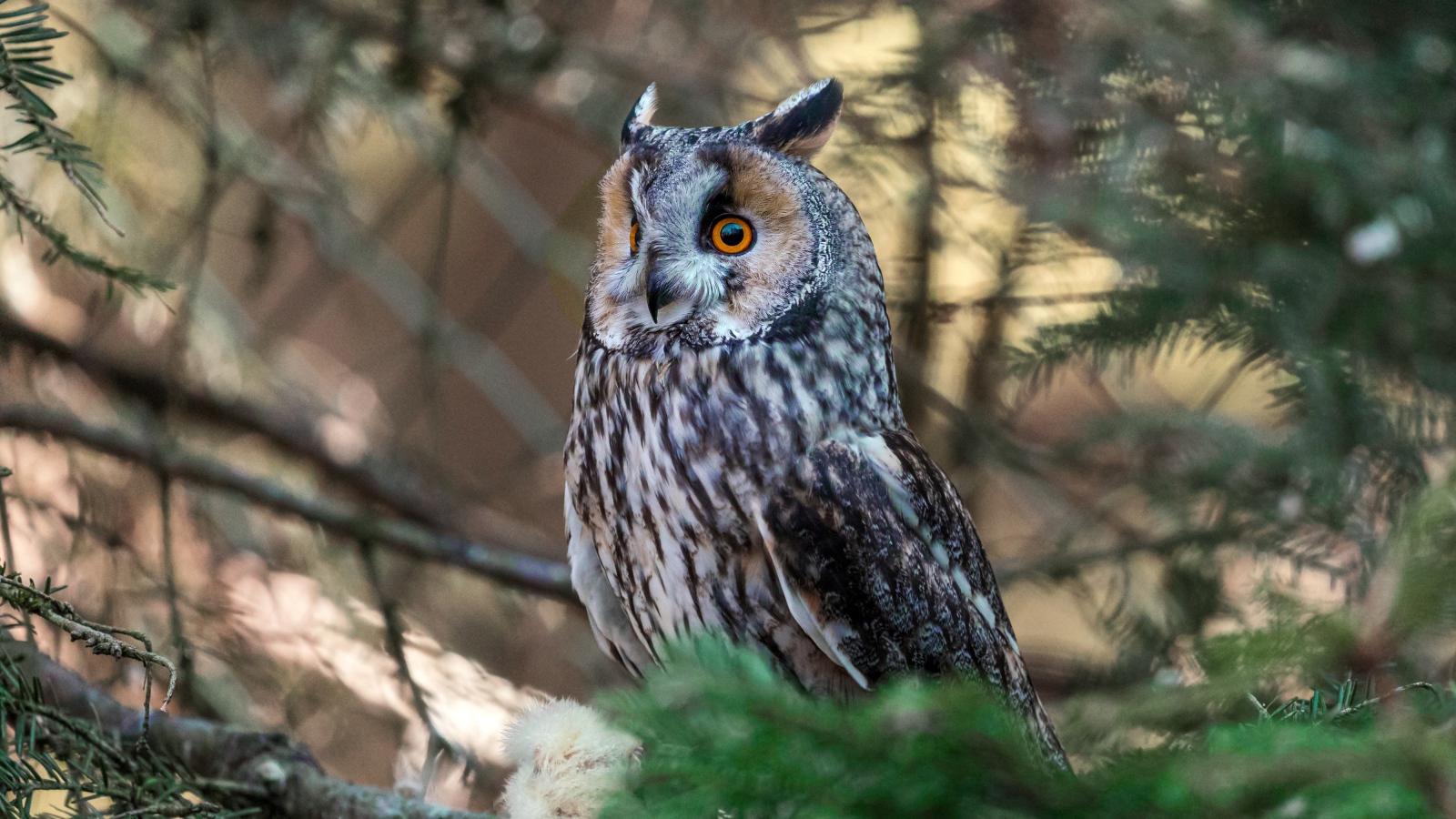 Большая ушастая сова сидит на ветке ели