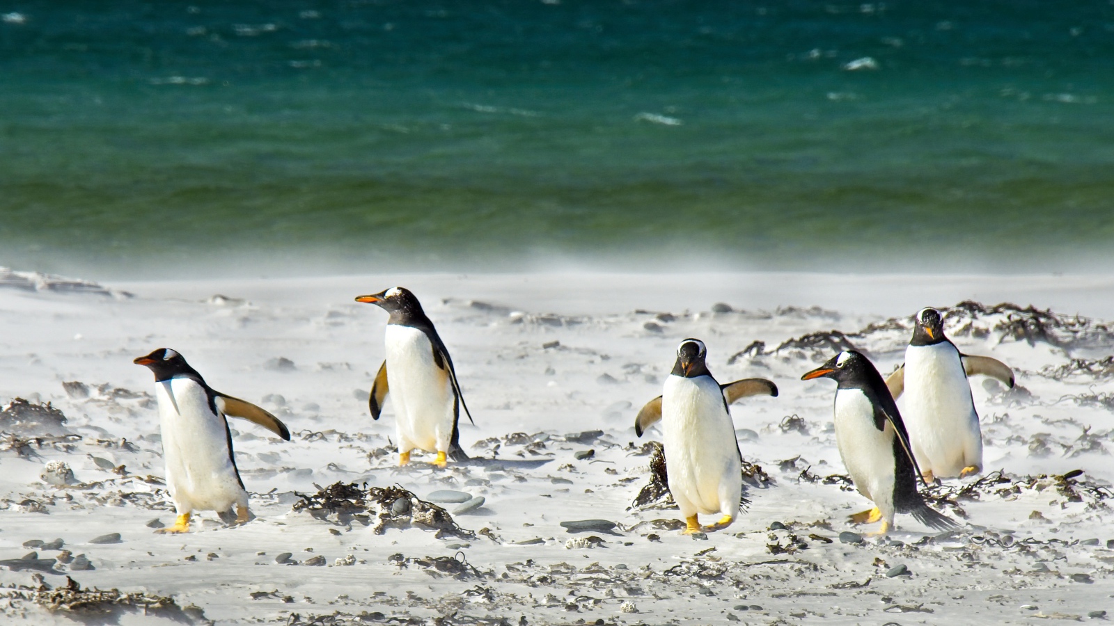 A flock of penguins in the snow by the sea