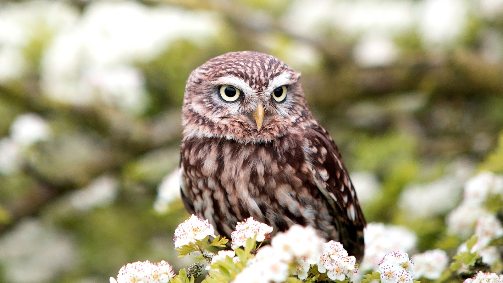 Большая сова сидит на ветке цветущей груши