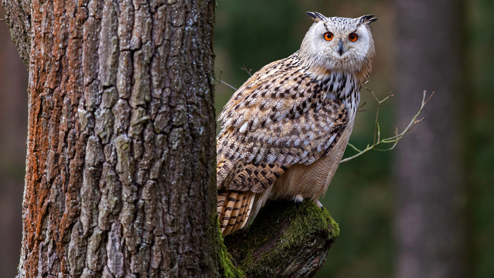 Большая сова сидит на покрытой мхом ветке