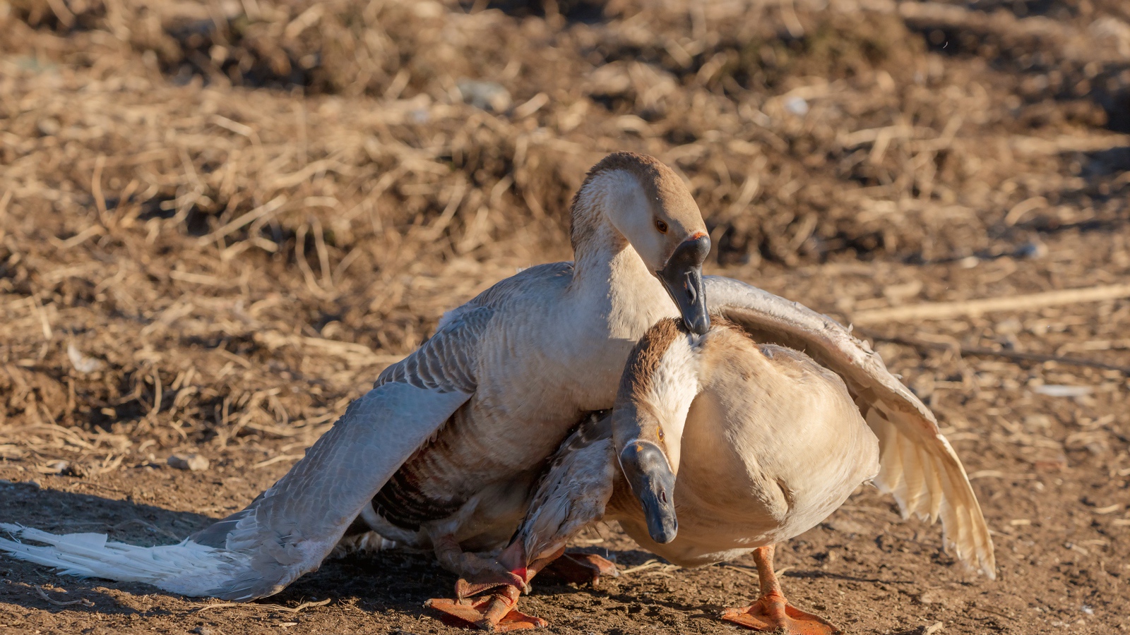 Пара серых гусей в лучах солнца 