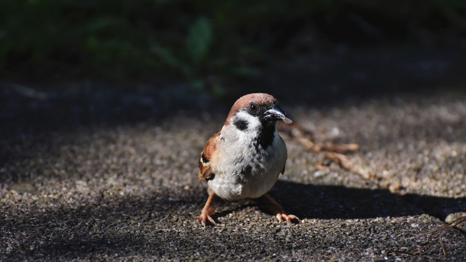 Воробей сидит на асфальте с зерном в клюве 
