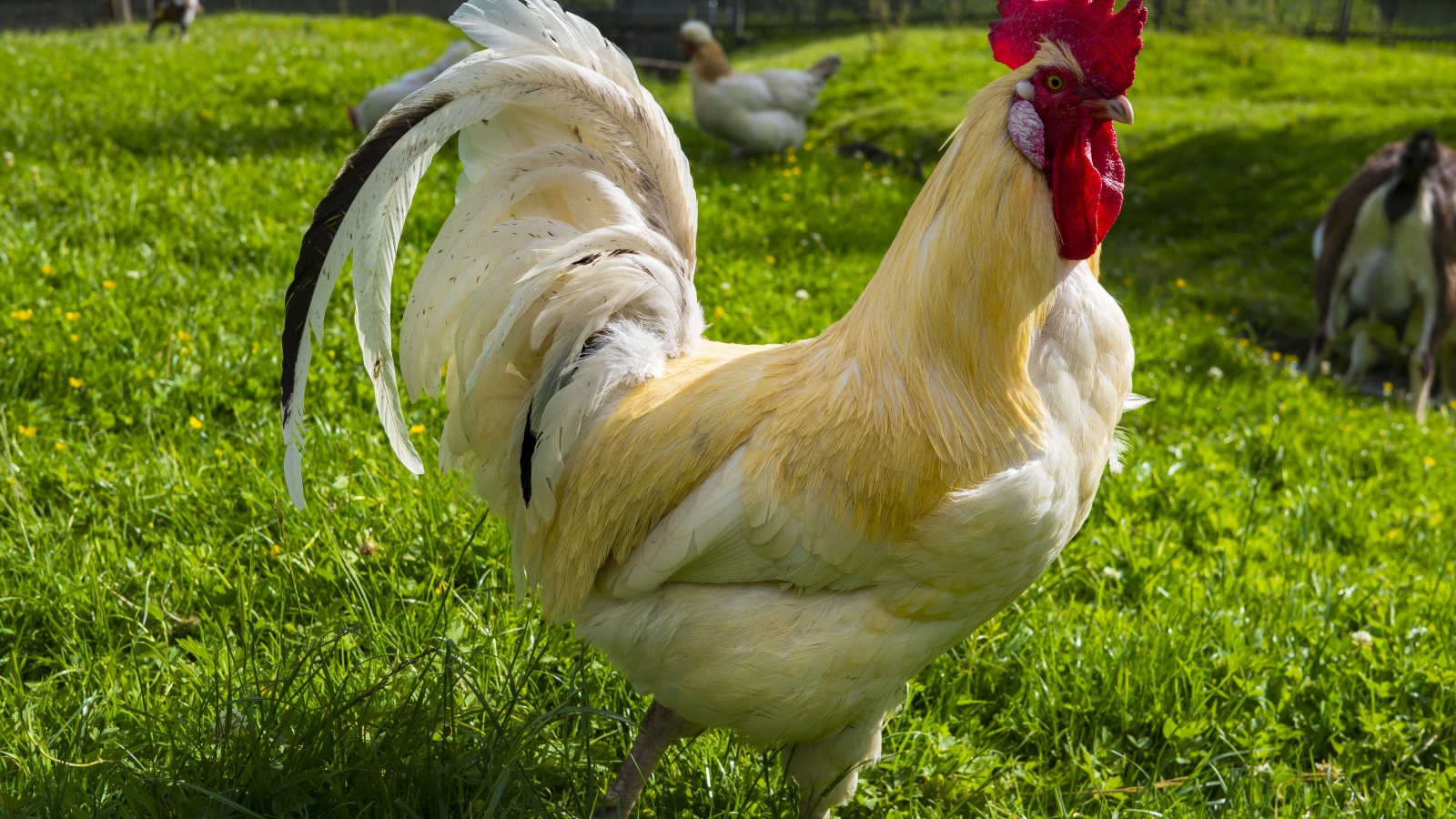 Красивый белый домашний петух на зеленой траве 