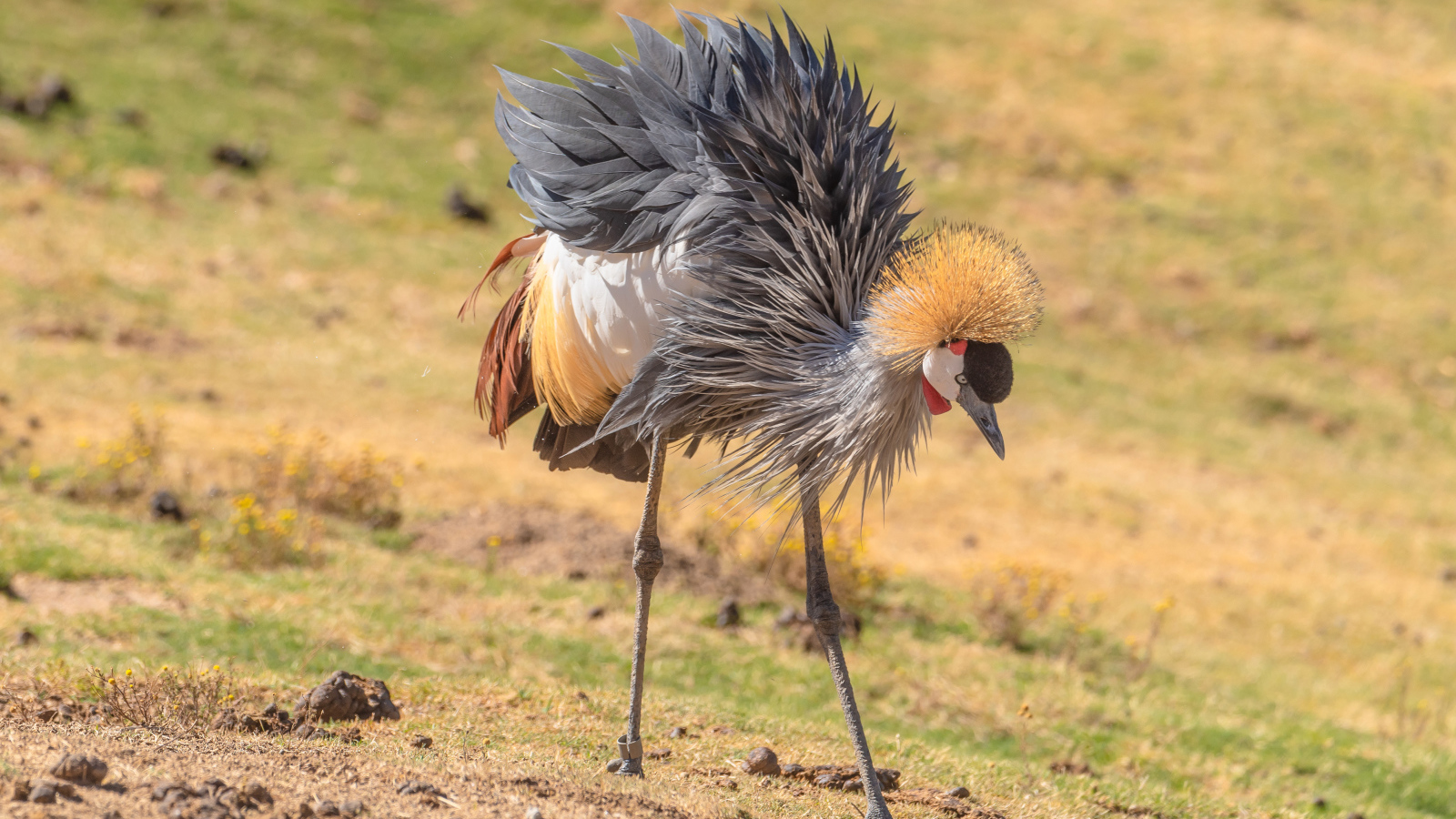 Большой серый журавль на земле 