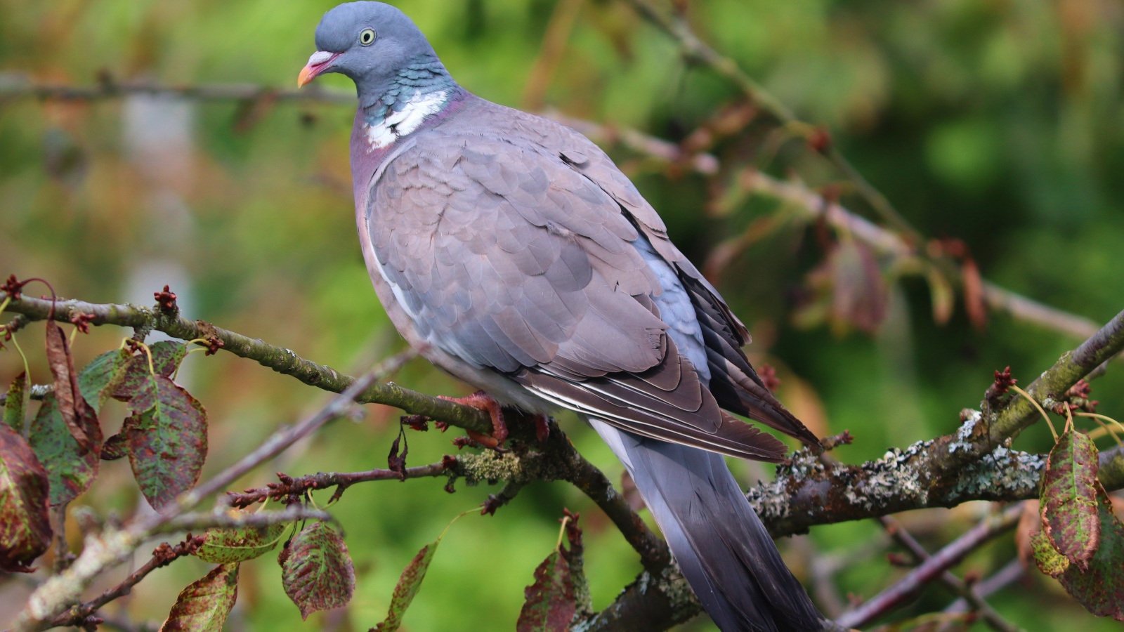 Большой серый  голубь сидит на ветке дерева