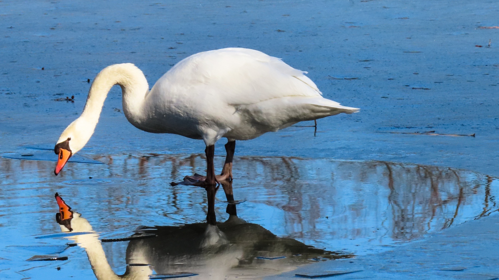 Большой белый лебедь в луже 