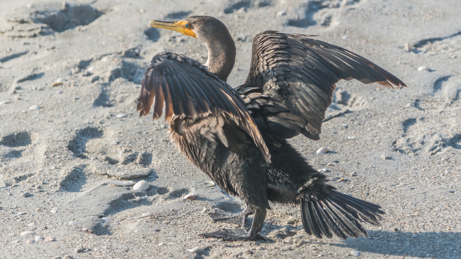 Черный баклан на мокром песке 