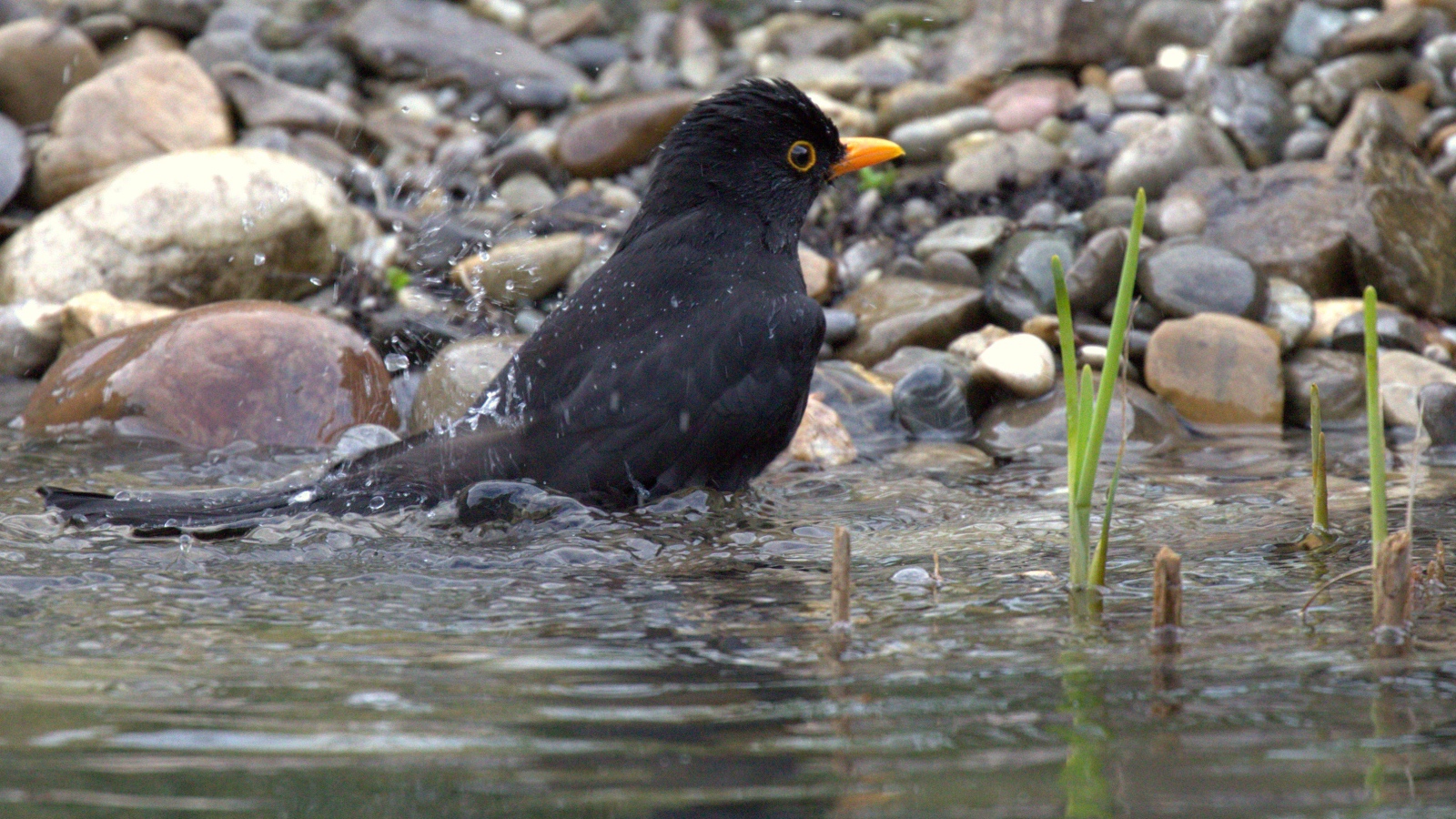 Черный дрозд купается в воде
