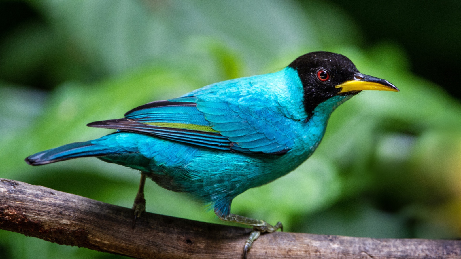 Голубой зеленый медонос сидит на ветке 