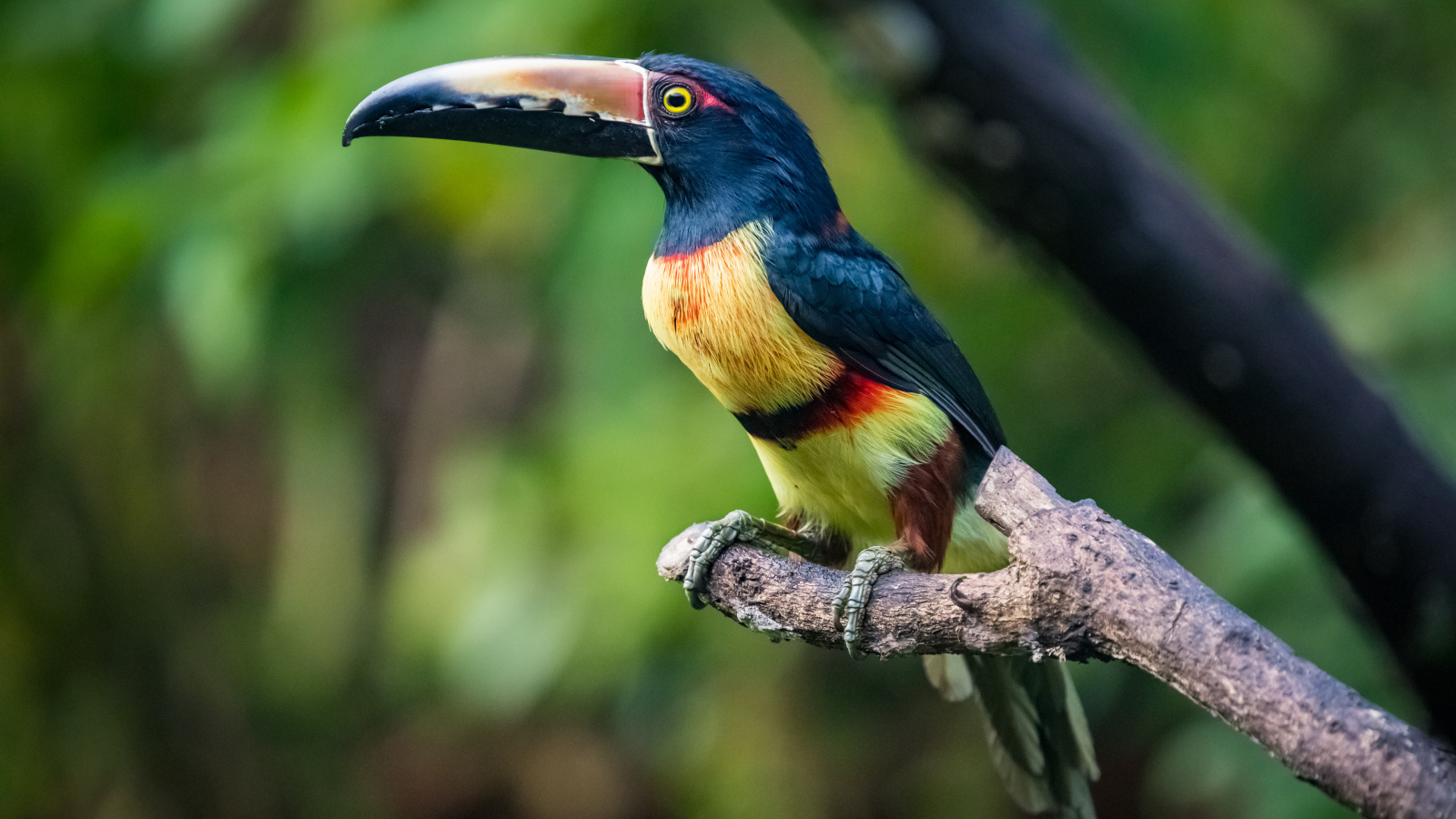 Ошейниковый арасари сидит на ветке дерева