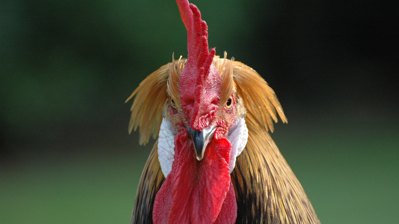 Домашний петух с красным гребнем 