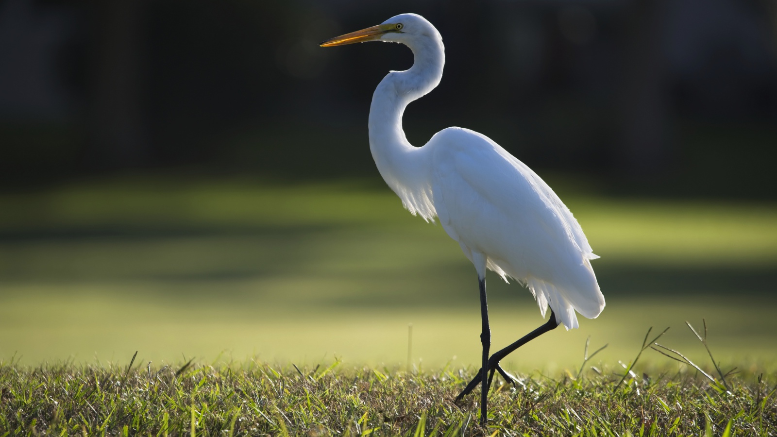 Белая цапля идет по зеленой траве