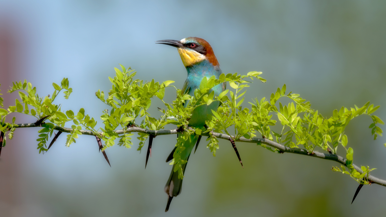 Золотистая щурка сидит на ветке с зелеными листьями 