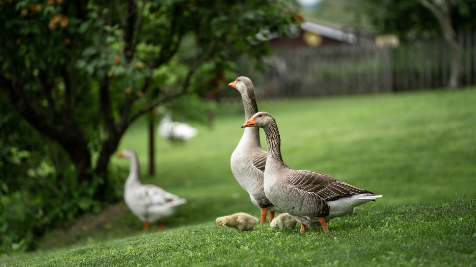 Серые домашние гуси на зеленой траве 