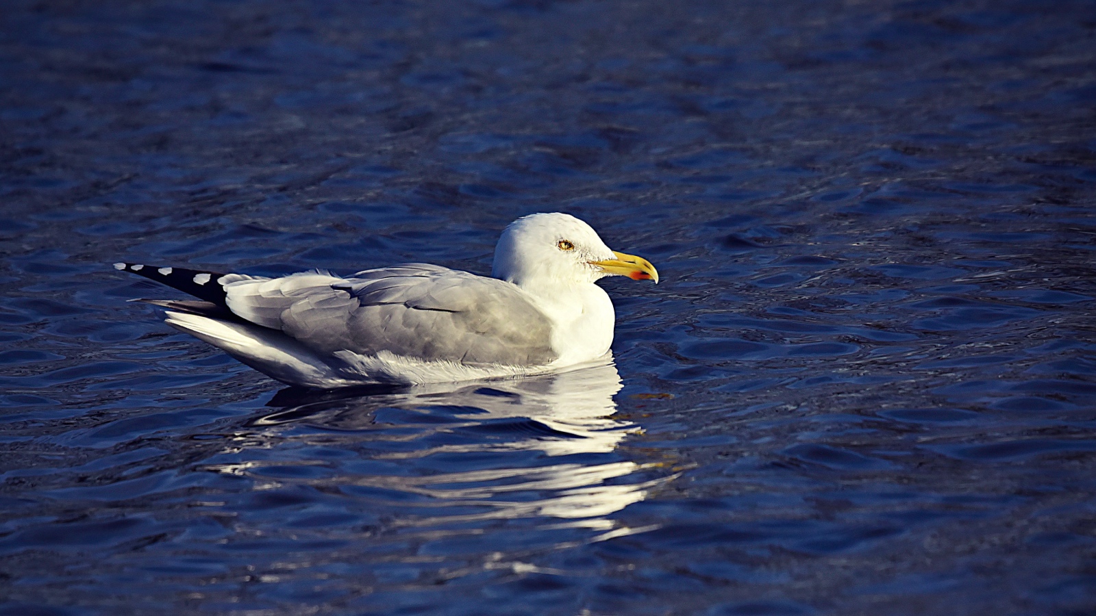 Серая чайка сидит в воде 