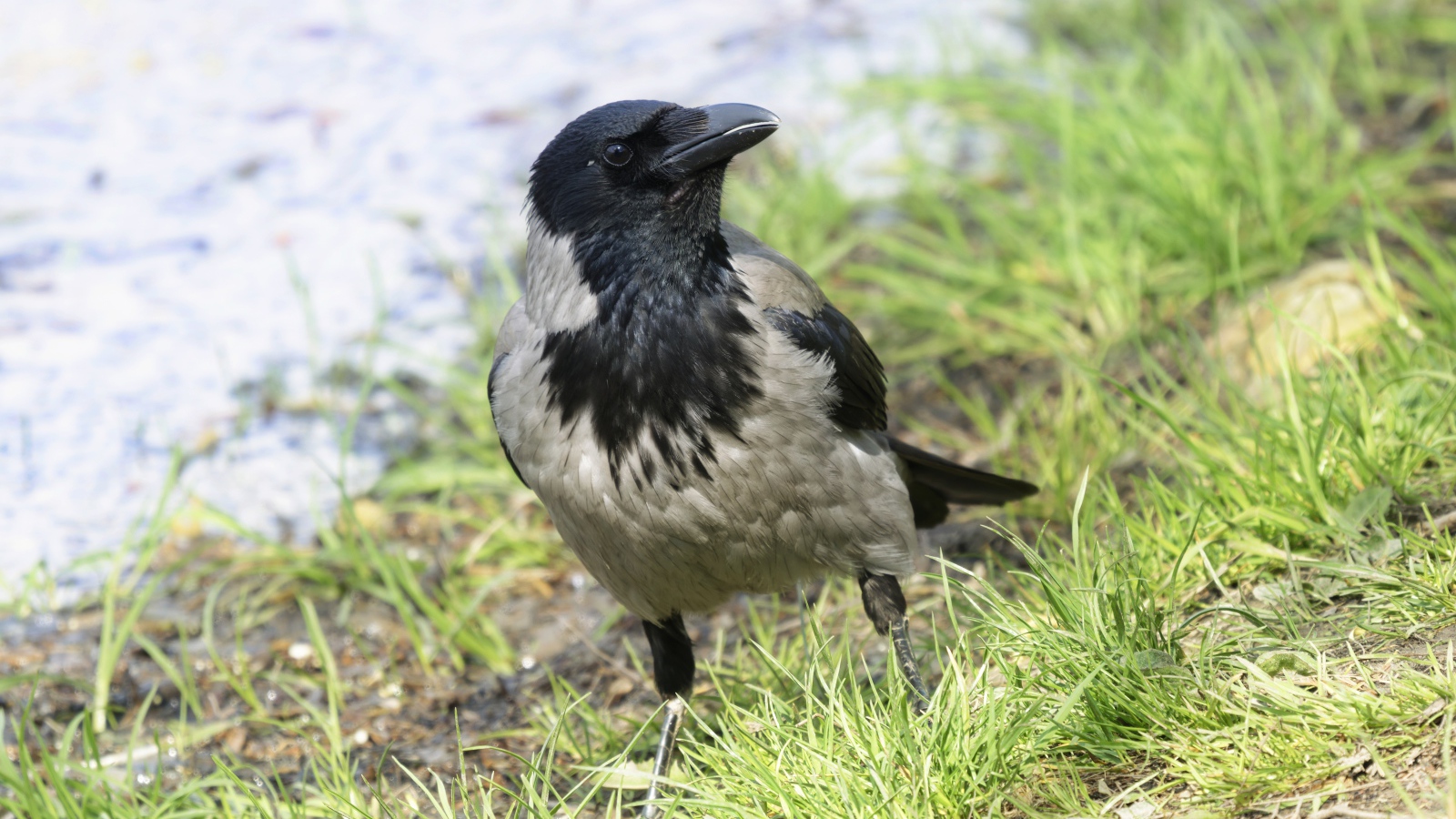 Большая серая ворона на зеленой траве