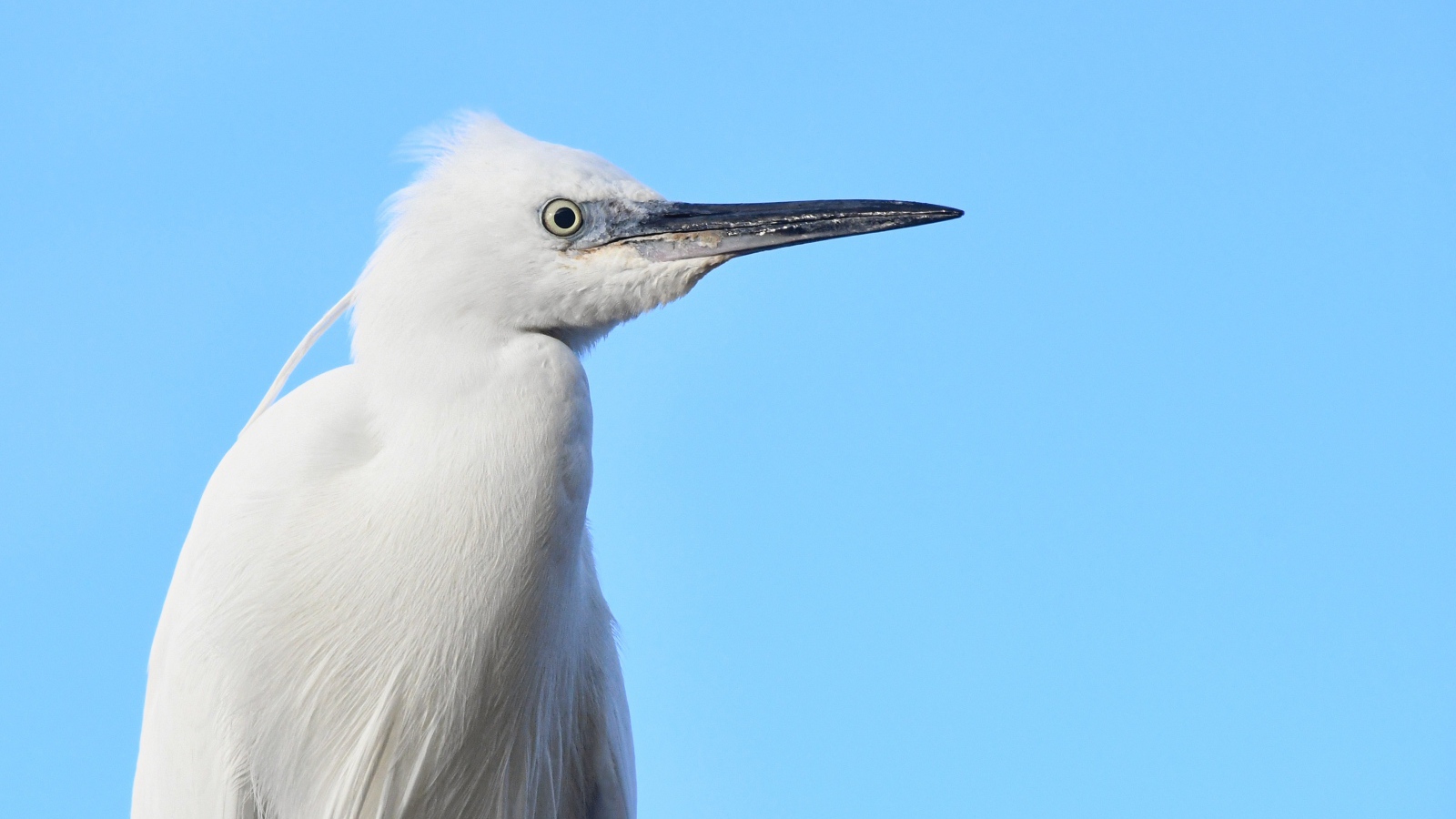 Большая белая цапля на голубом фоне 