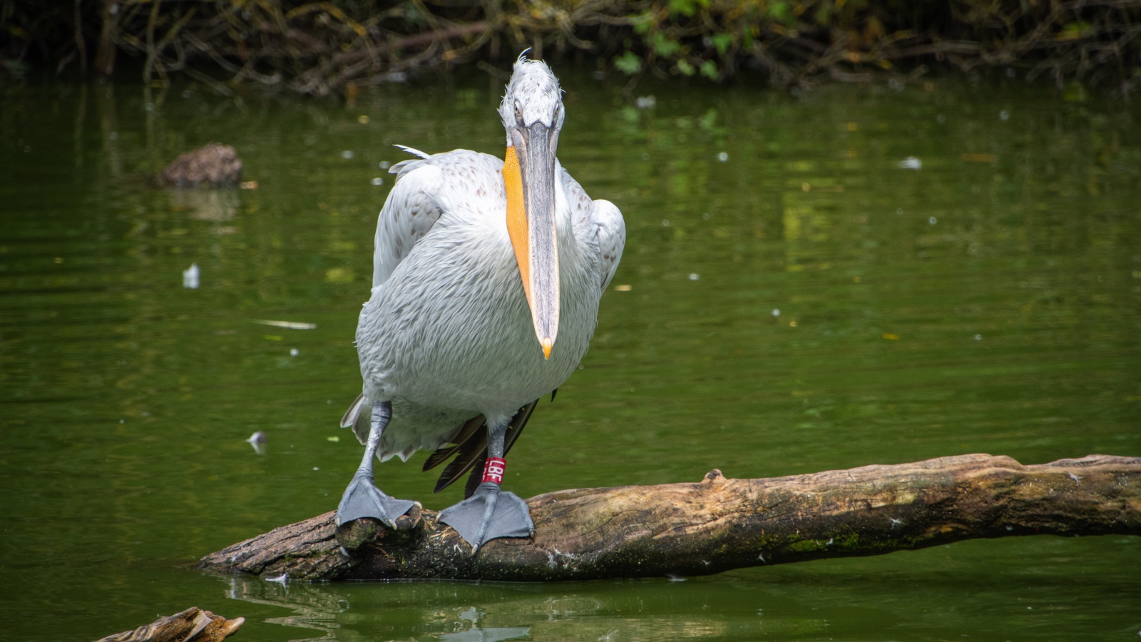 Great gray pelican sits on a tree in the water