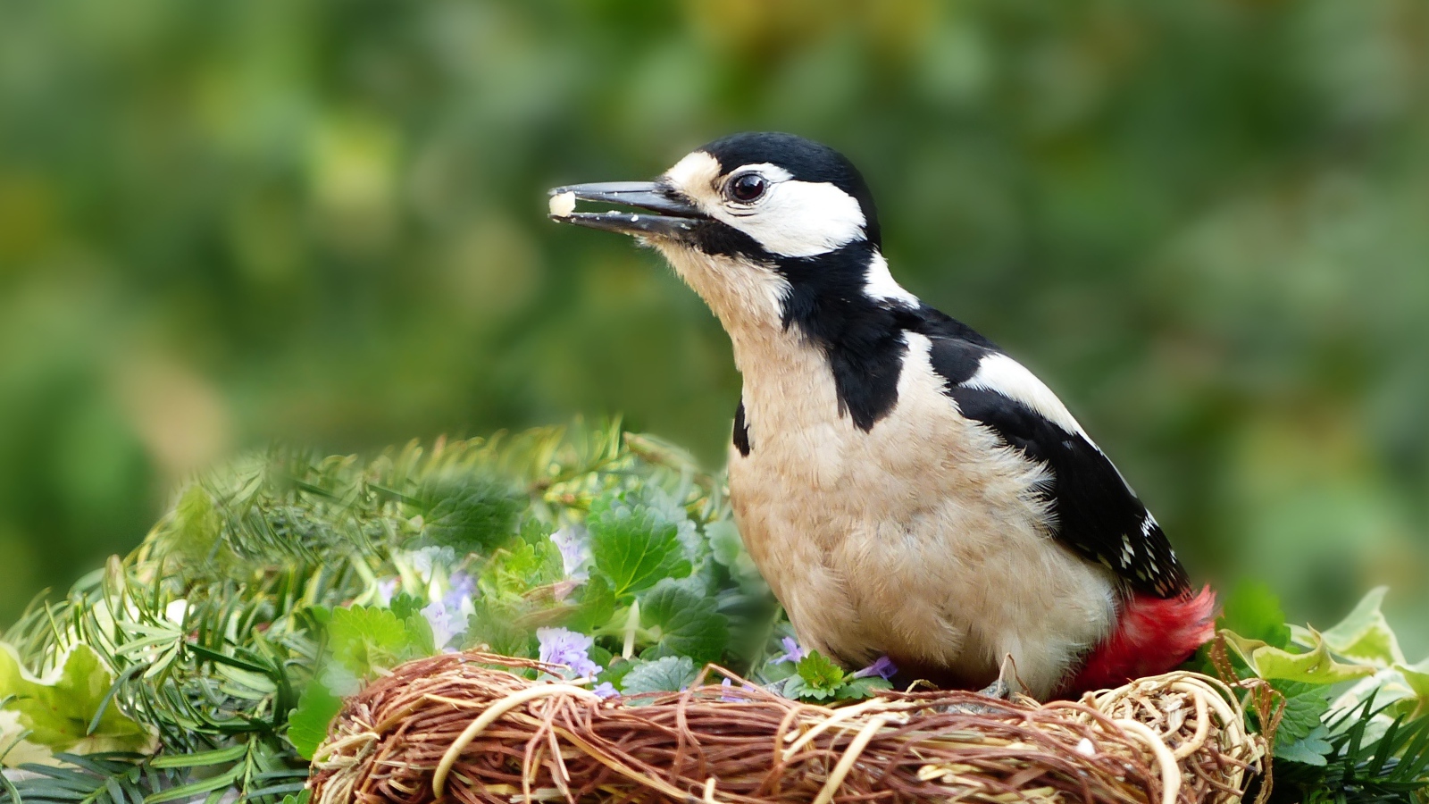 Большой дятел сидит в гнезде 