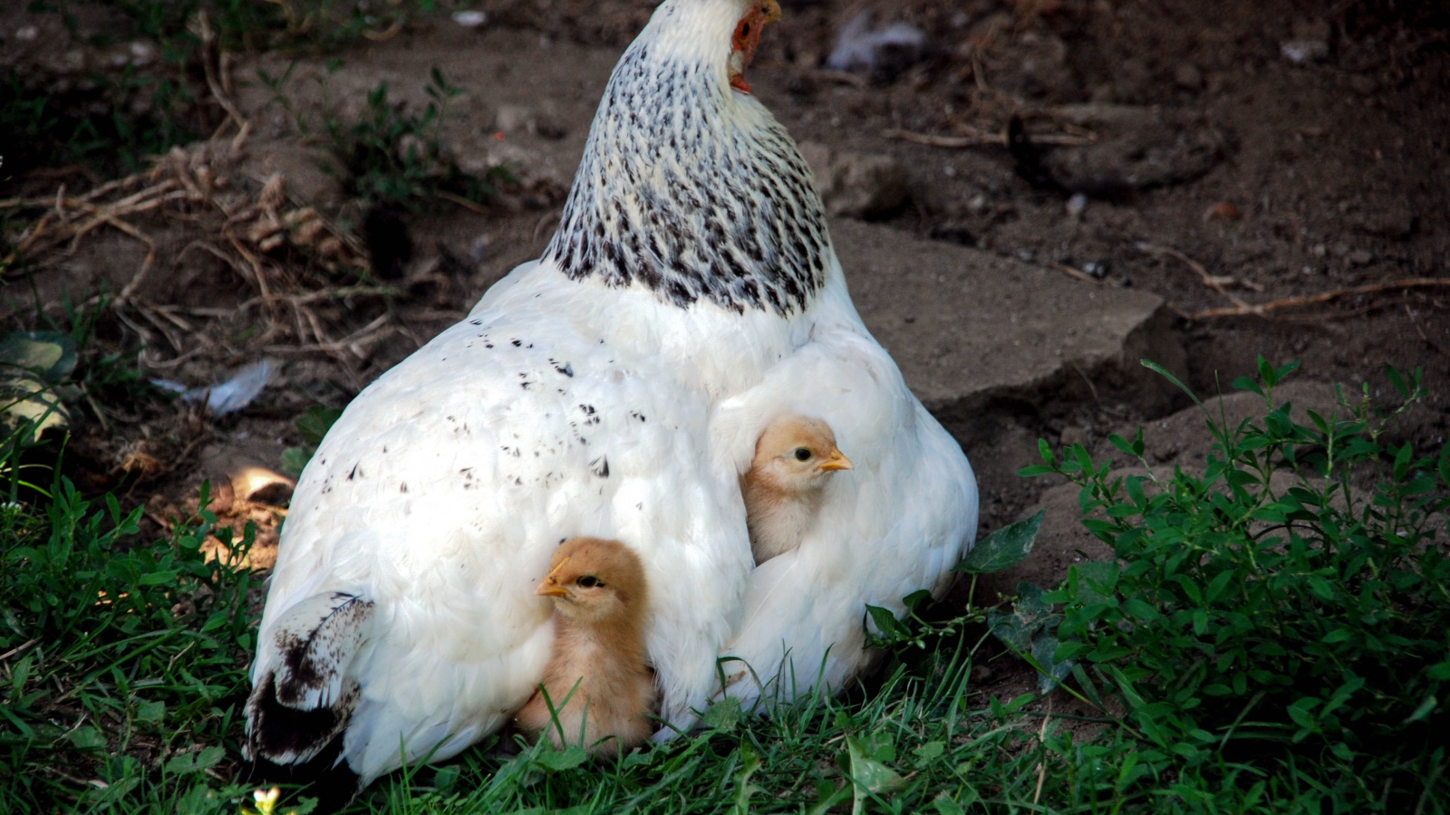 Курица наседка греет маленьких цыплят