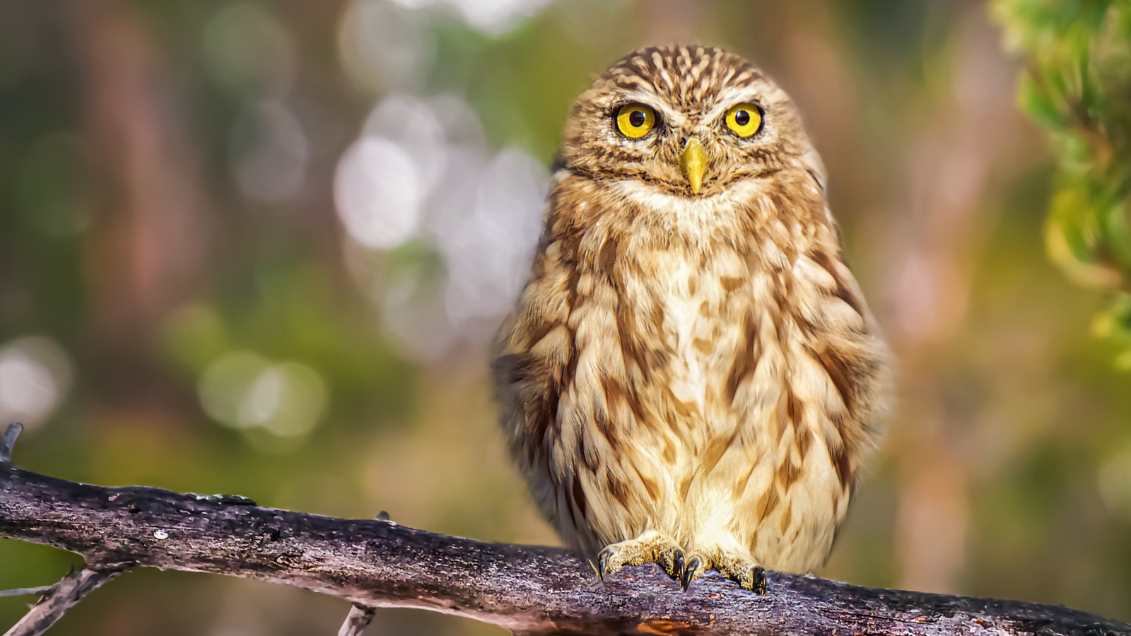 Большая серая сова с желтыми глазами на ветке дерева