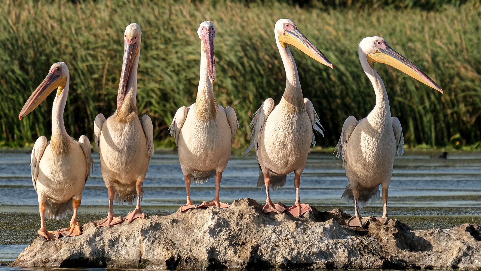 Большие пеликаны сидят на камне в воде 