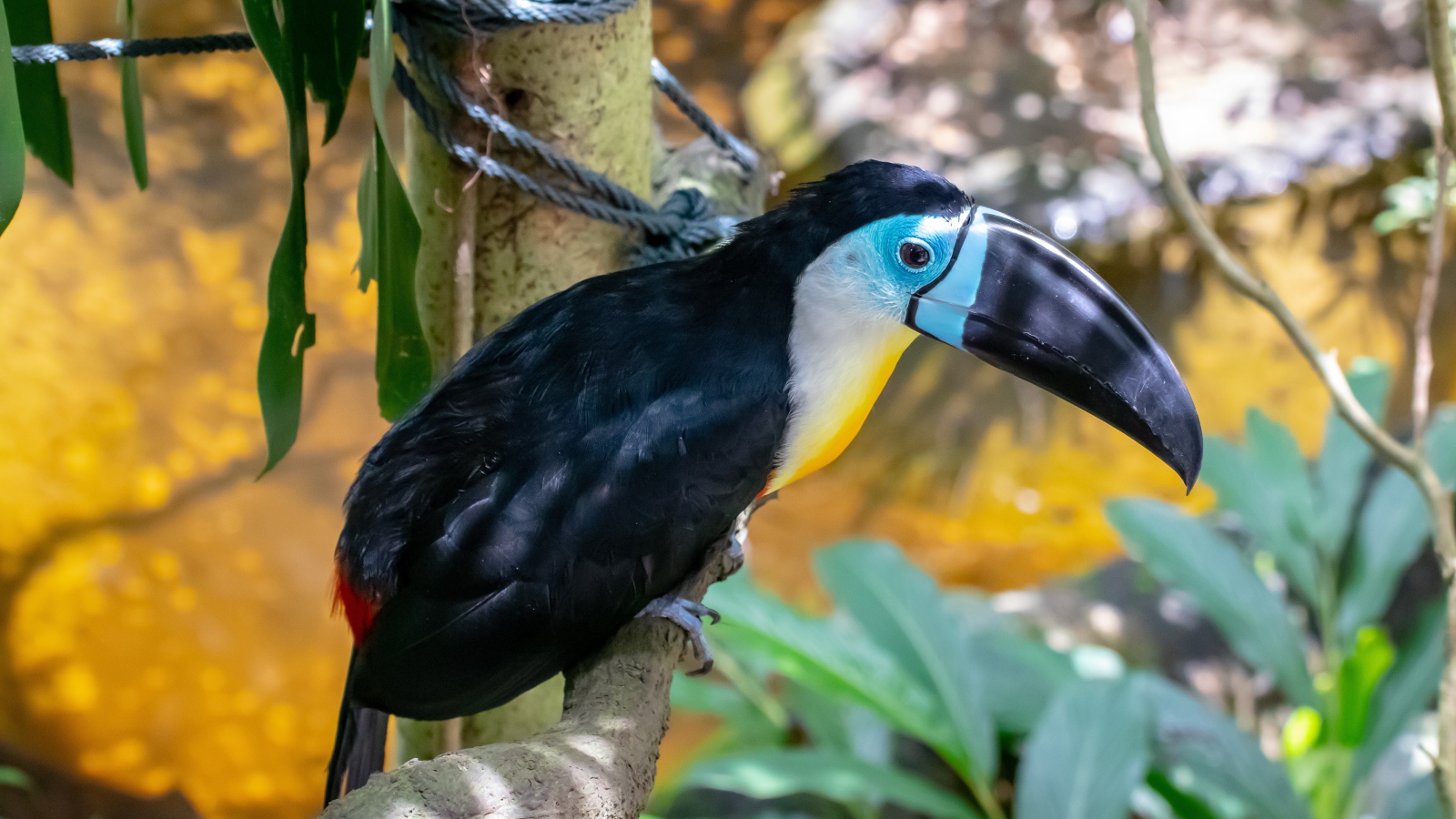 Большой тукан с острым черным клювом на ветке 