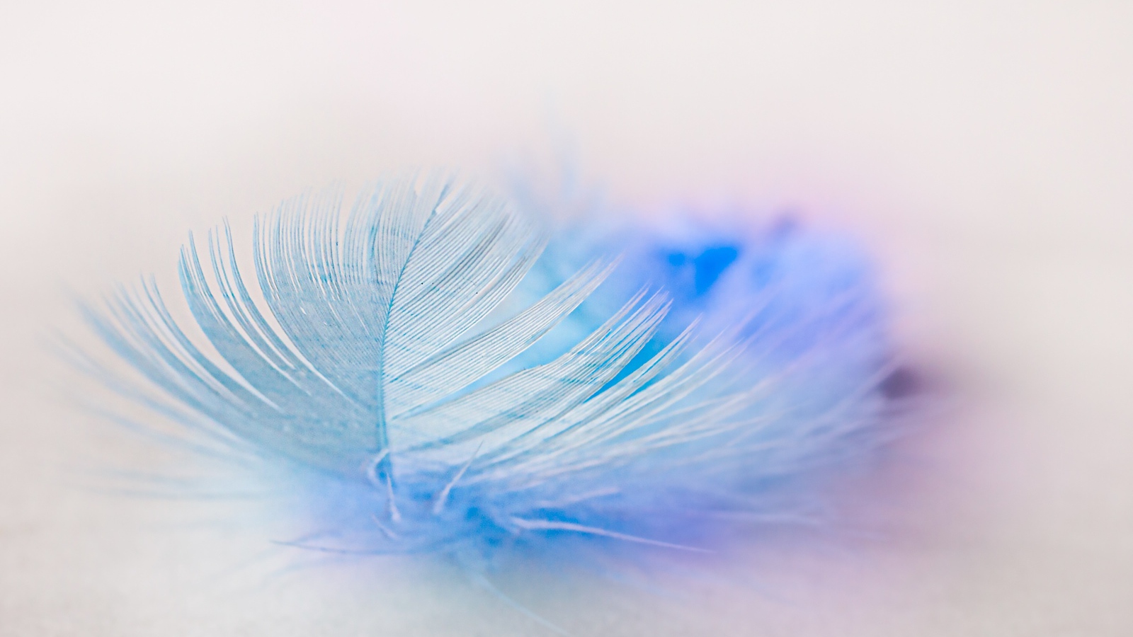 Light blue feather on white background