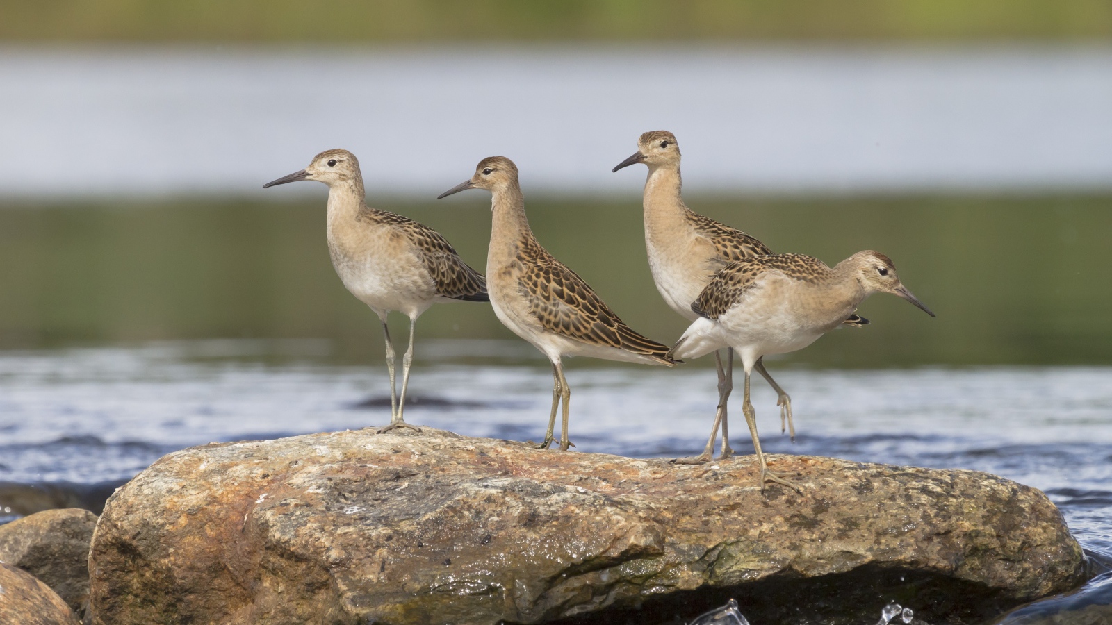 Маленькие птички фифи на камне у воды 