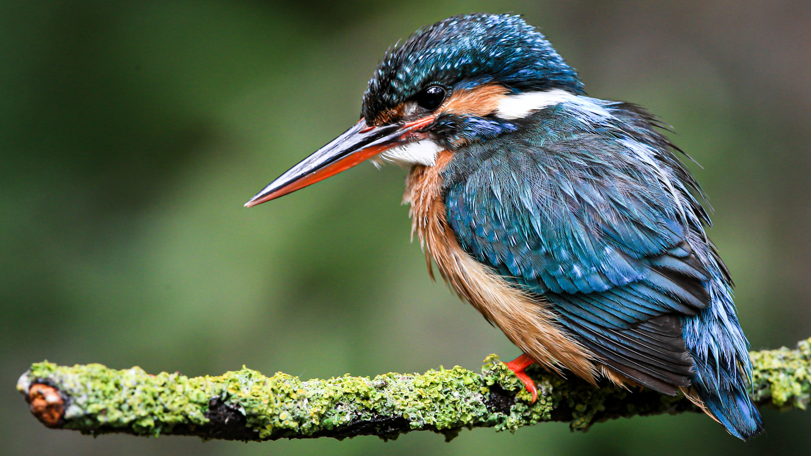 Маленький зимородок сидит на покрытой мхом ветке 