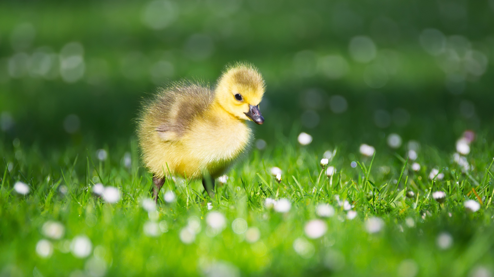 Маленький желтый утенок на зеленой траве