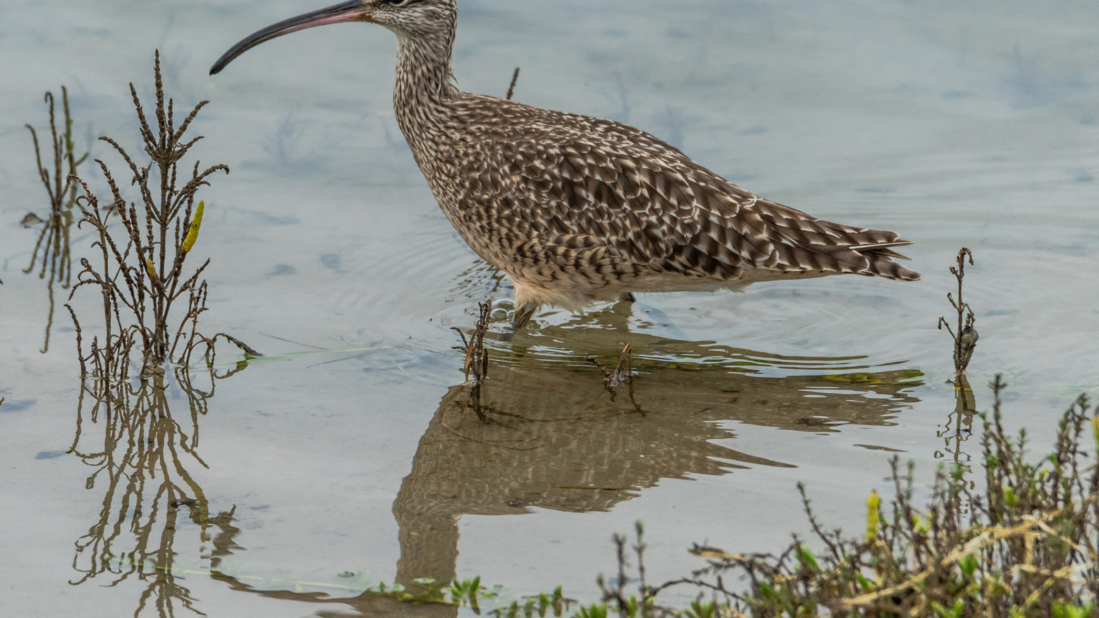 Длинноклювый кроншнеп в воде ловит рыбу