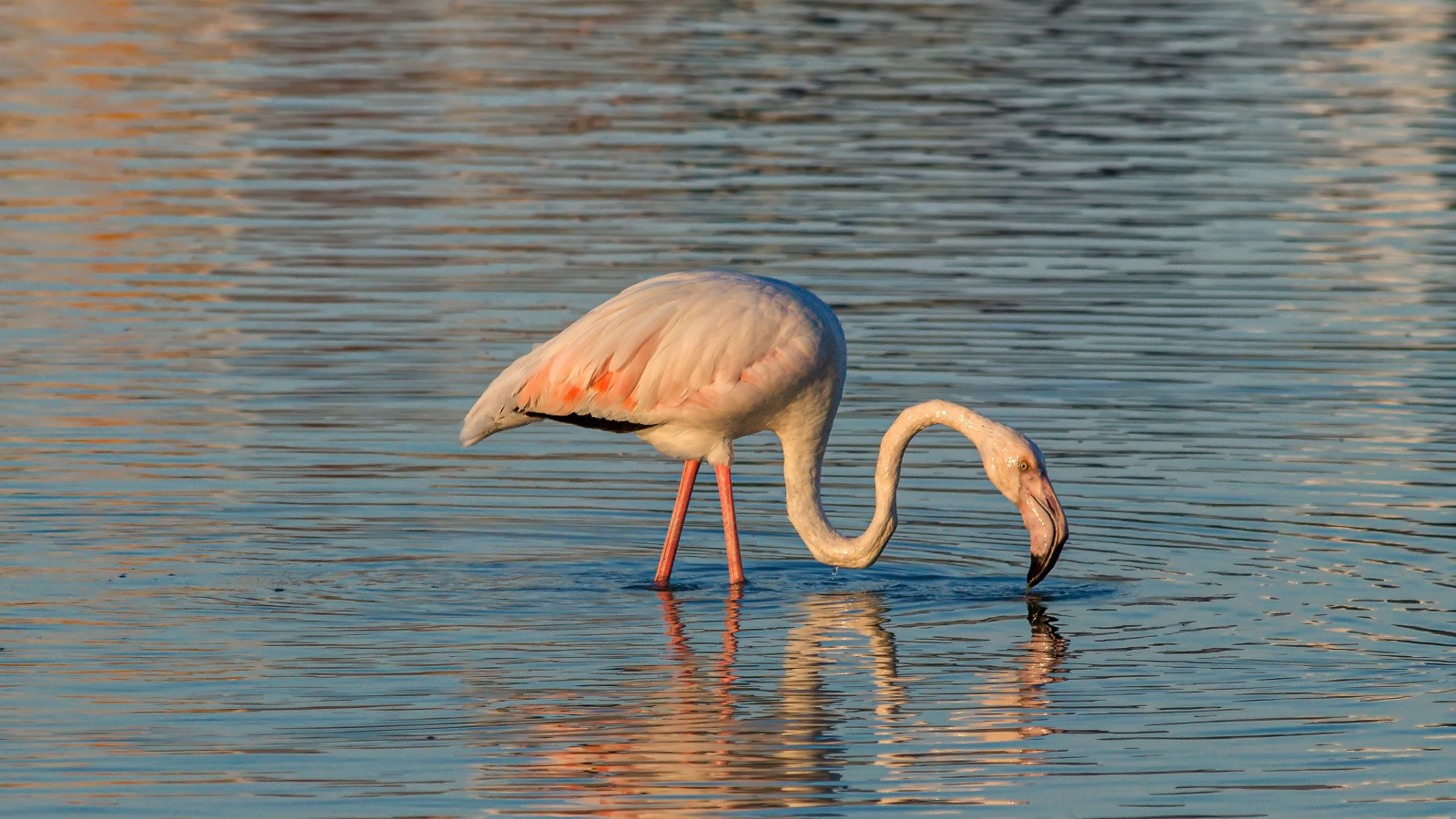 Розовый фламинго с длинным клювом в воде 