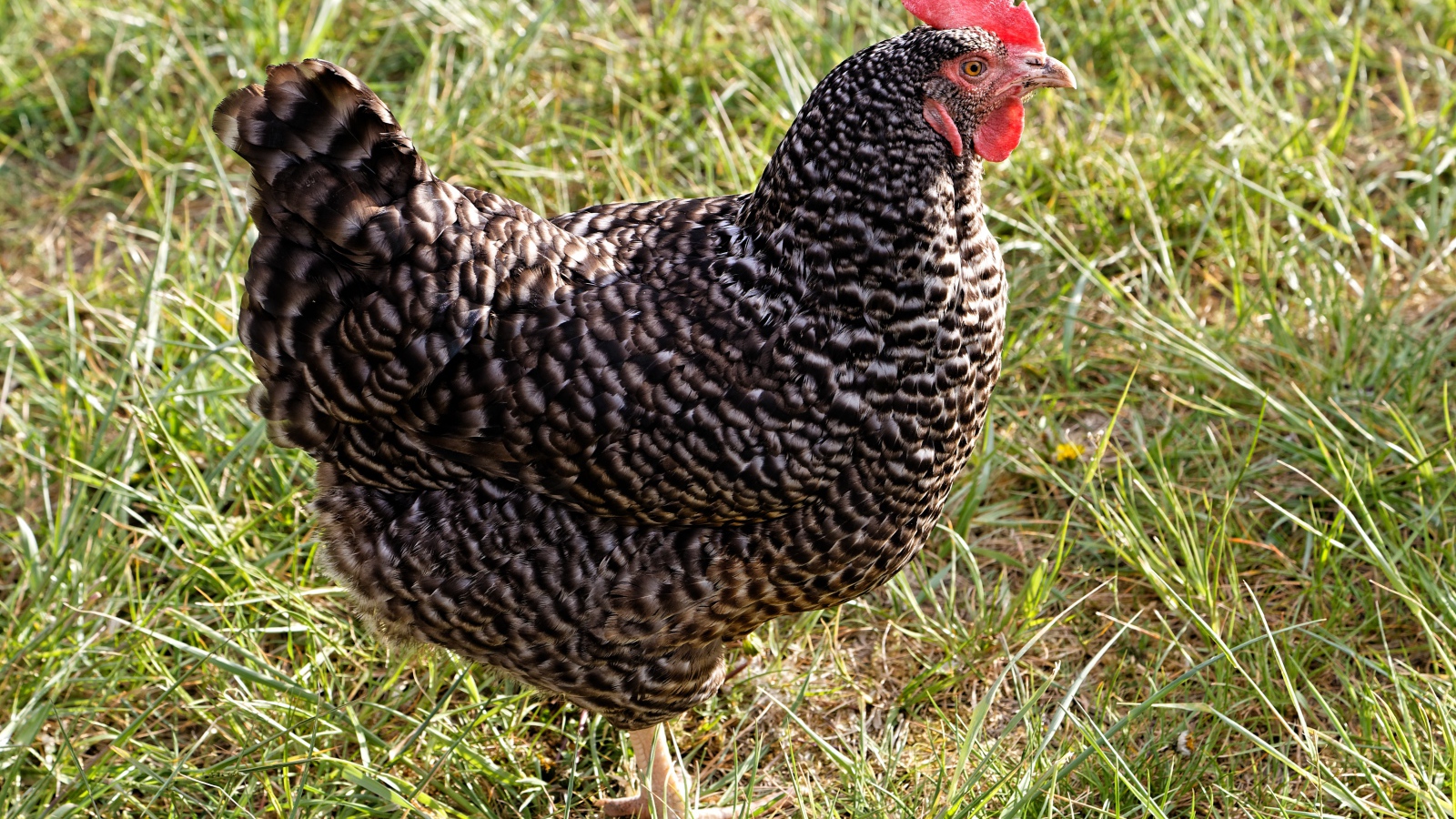 Рябая домашняя курица на зеленой траве
