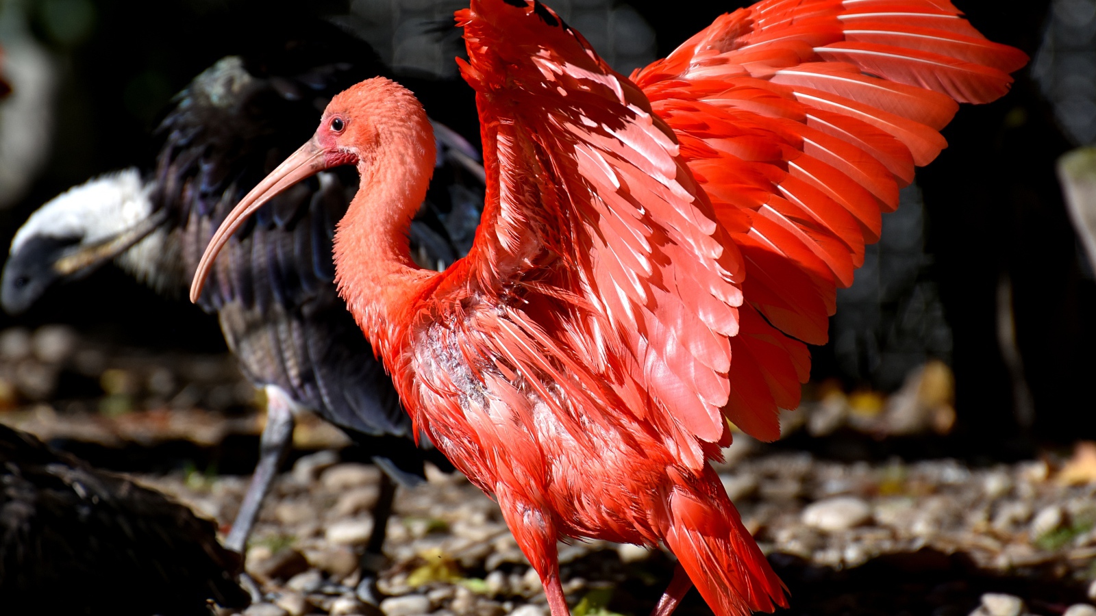 Red ibis spread its wings