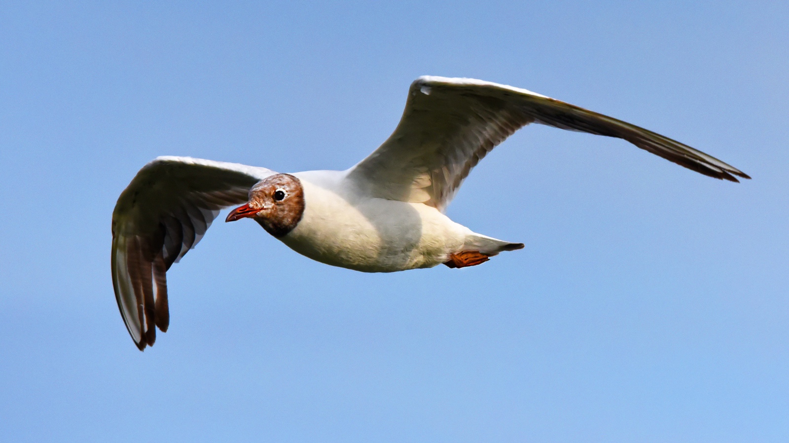 Чайка с длинными крыльями летит в небе