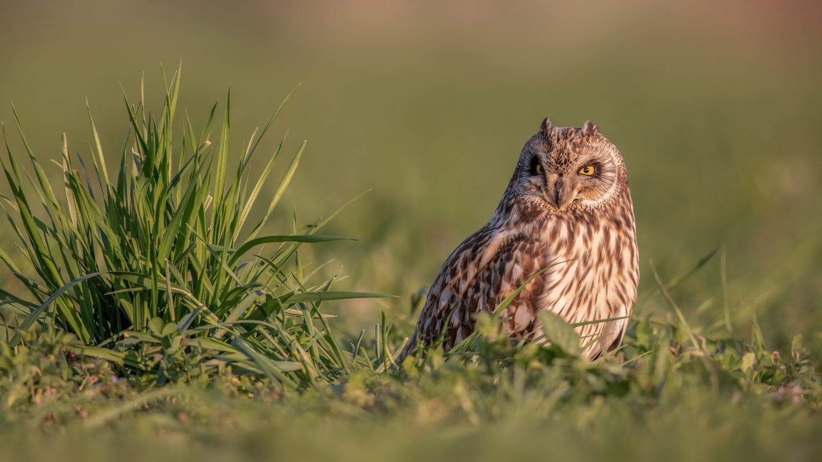 Серьезная сова сидит в зеленой траве