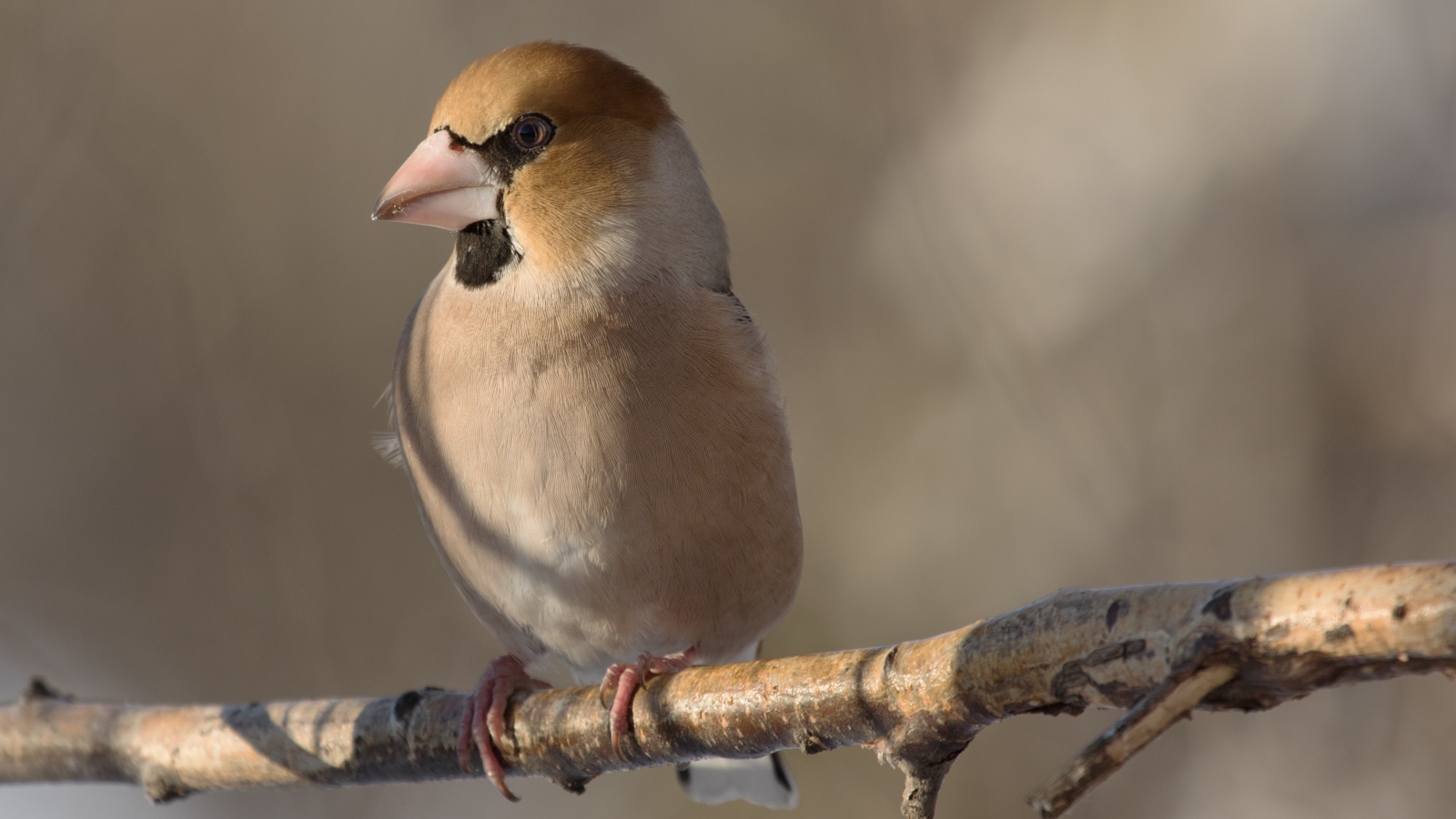 Маленькая птица дубонос сидит на ветке дерева