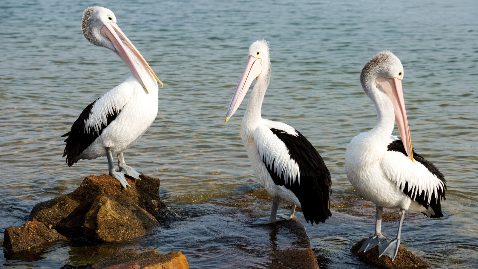 Три пеликана стоят на камнях в воде 