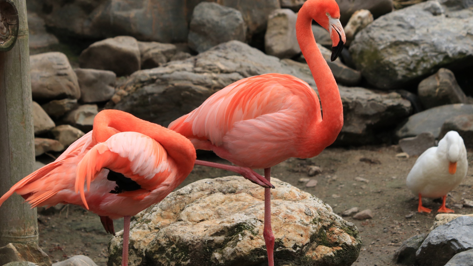 Два розовых фламинго в зоопарке у камней