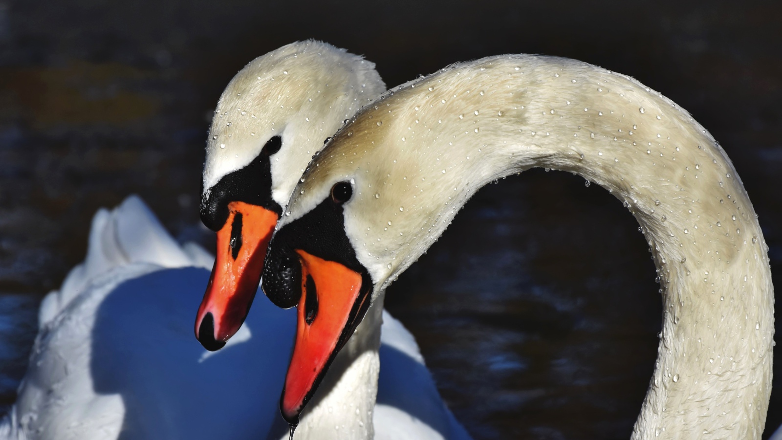 Два белых лебедя искупались в воде