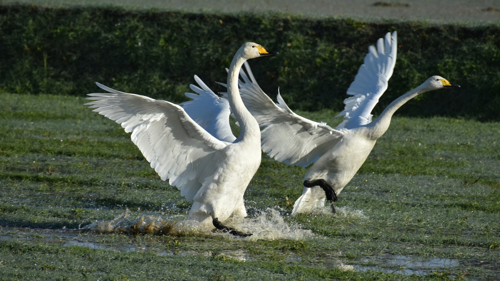 Два белых лебедя взлетают с воды