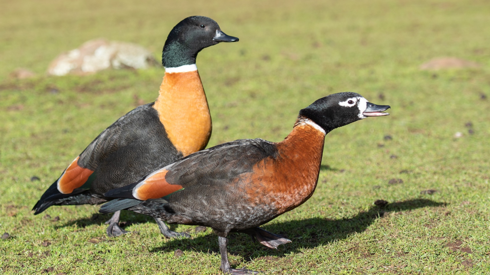 Две дикие утки на зеленой траве