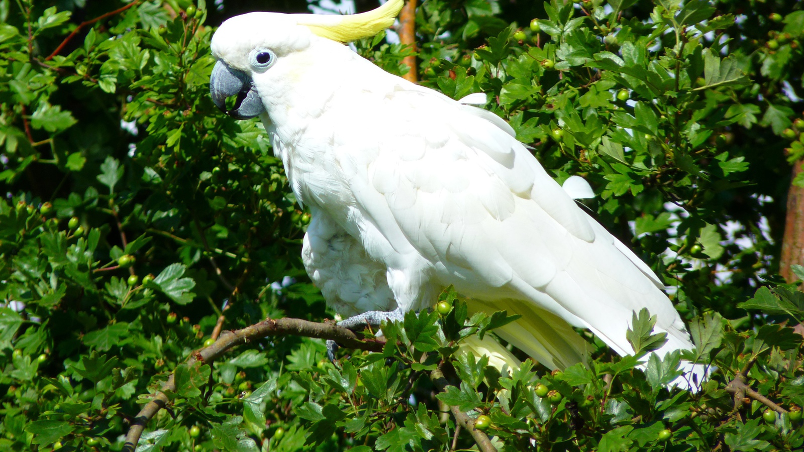 Белый какаду сидит на ветке дерева 