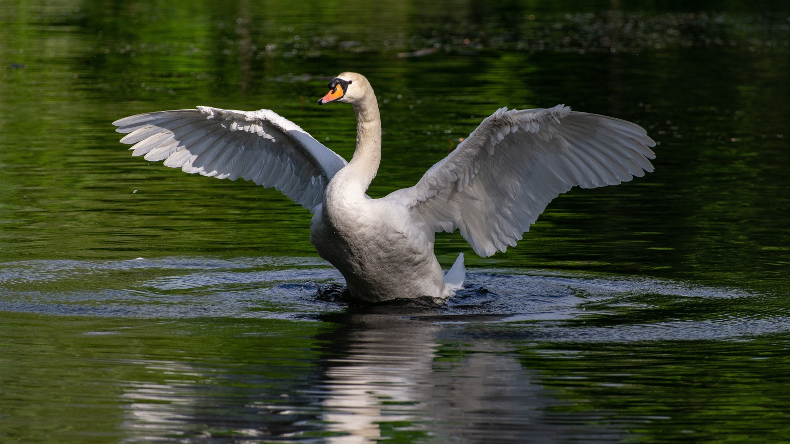 Белый лебедь взлетает с воды 