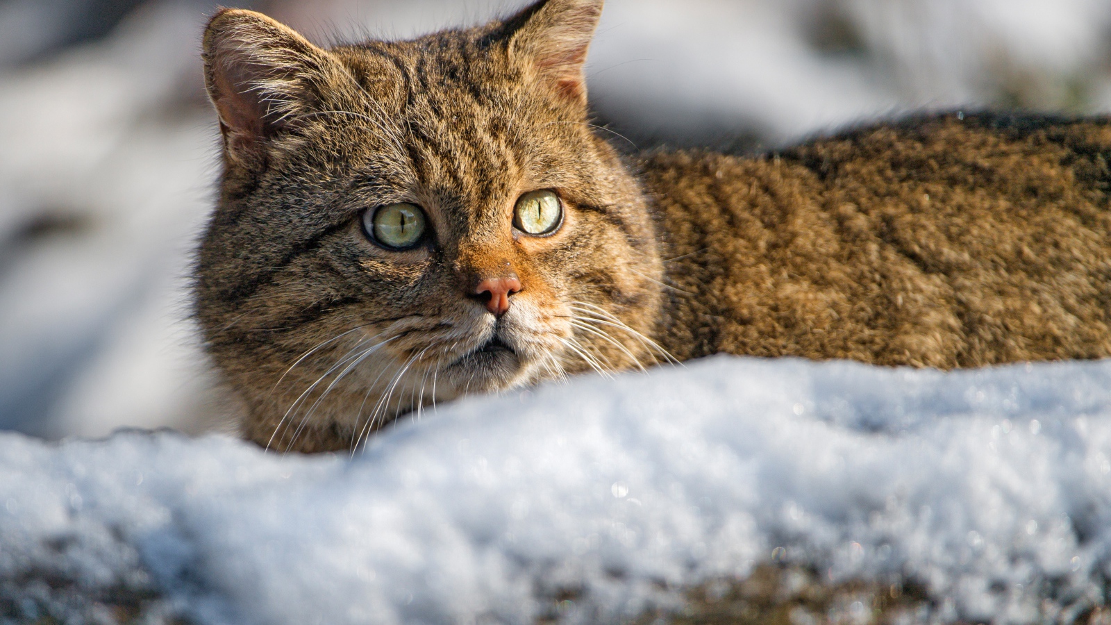 Испуганный кот лежит на снегу