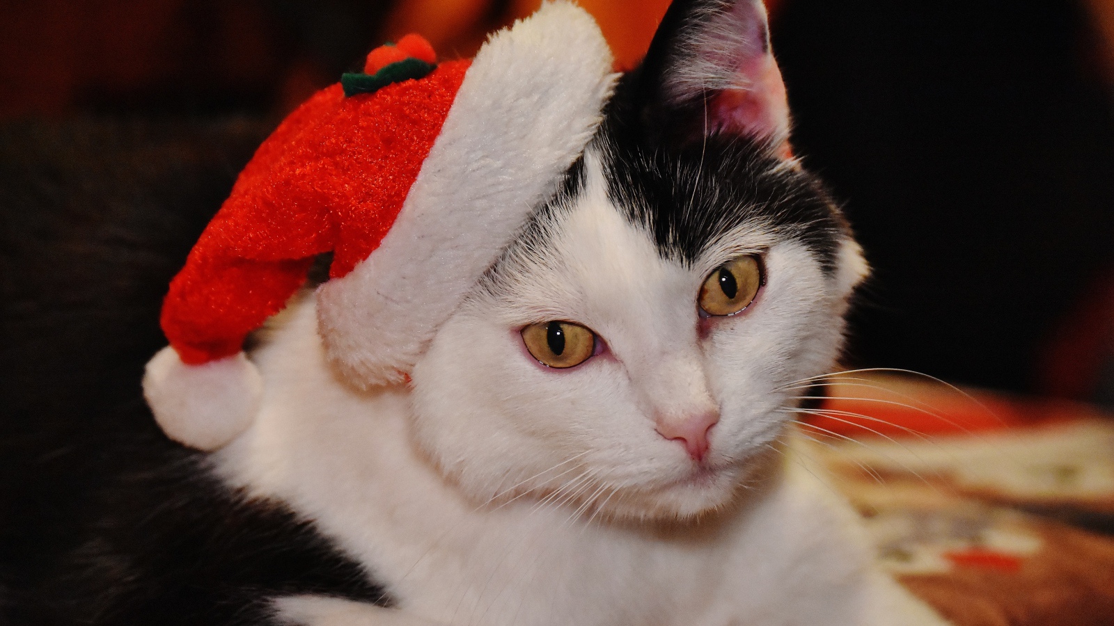 Красивый черно-белый кот в новогодней шапке